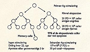  Figur 2    Hypotetisk figur for T-celleresponset ved antigenstimulering. Prim&aelig;r stimulering med antigen (Ag) udl&oslash;ser&hellip;