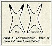  Figur 3    Telomerl&aelig;ngder i unge og gamle individer. Effros et al (3)