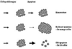 Figur 3    Sammenhengen mellom apoptose og sykdomsutvikling. Normalt er det en balanse mellom celleproliferasjon og celled&oslash;d&hellip;