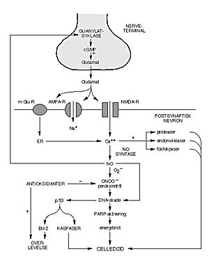 Figur 1    Biokjemiske kaskader aktivert av iskemi (eksitotoksisitetshypotesen). Nervecelled&oslash;d ved eksitotoksisitet kan&hellip;