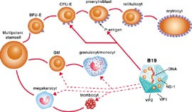  Figur 1    M&aring;lcellerna f&ouml;r parvovirus B19 &auml;r framf&ouml;rallt omogna erytroblaster, men &auml;ven en indirekt effekt p&aring; &ouml;vriga&hellip;