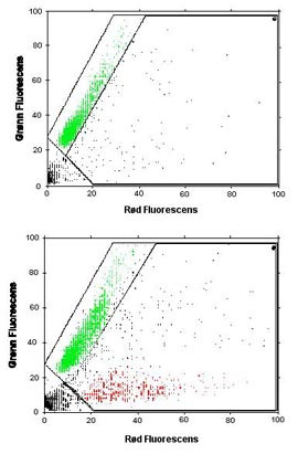 Figur 4    Analyse av s&aelig;dceller etter denatureringsprotokoll (SCSA) og farging med akridinoransje. A. Normale s&aelig;dceller med&hellip;
