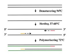 Figur 1    Prinsippet for en PCR-analyse. Hver syklus best&aring;r av tre trinn, og disse gjentas gjerne 30 &ndash; 40 ganger. I l&oslash;pet&hellip;