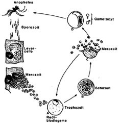 Figur 1    Malariaparasittens livscyklus