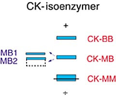  Figur 1    Skjematisk illustrasjon av CK-isoenzymer og CK-MB-isoformene slik de fremkommer ved hhv. lavvolt- og&hellip;