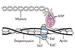  Figur 2    Skjematisk illustrasjon av troponinkomplekset (troponin T, I og C) som del av de tverrstripete muskelcellenes&hellip;
