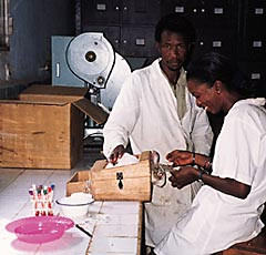 P&aring; DMT forskes det bl.a. p&aring; effekt fra planter som brukes i behandling av diabetes. Her m&aring;les blodsukkerniv&aring;et hos kaninen&hellip;