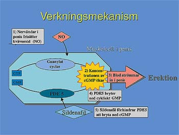  Figur 1   Schematisk &ouml;versikt av sildenafils verkningsmekanism (utl&aring;nad av Pfizer Norge AS)