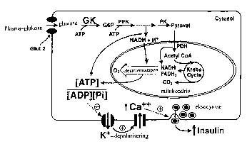 Figur 1    Skjematisk illustrasjon av glukosens metabolisme i betacellen og koblingen til insulinfrigj&oslash;ring