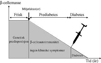 Figur 1    Skjematisk fremstilling av utvikling av type 1-diabetes. Sykdommen er influert av arvelige faktorer og&hellip;