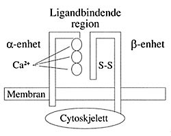  Figur 3    Skjematisk fremstilling av et integrin. Molekylet har to subenheter ( &alpha; - og &beta; ). Ekstracellul&aelig;rt formes det&hellip;