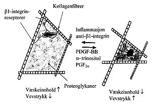  Figur 5    Skjematisk modell for hvordan bindevevscellen kan regulere vevstrykket og dermed vevets v&aelig;skevolum