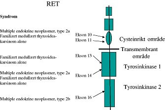  Figur 1    Skisseform av RET-onkogenet med ekstracellul&aelig;rt cysteinrikt omr&aring;de, intracellul&aelig;re tyrosinkinaser og&hellip;