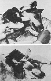  Figur 2    Fotografier i boken av reaksjoner hos de to hodene (2)