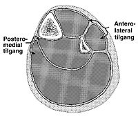 Figur 1  Leggens fire muskellosjer: fremre, laterale, dype og bakre muskellosje, samt vanlige tilganger ved fasciotomi for&hellip;