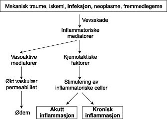  Figur 1    Skjematisk illustrasjon av inflammasjon versus infeksjon. Inflammatoriske prosesser kan settes i gang av ulike&hellip;