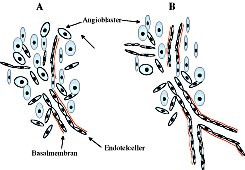  Figur 1    Skjematisk fremstilling av utvikling ved vaskulogenese. A: tidlig stadium. B: senere stadium