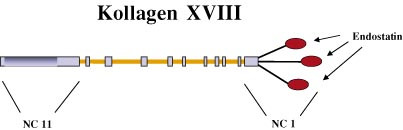  Figur 4    Endostatin er et proteolytisk fragment av den NC1-terminale delen av kollagen XVIII, som tilh&oslash;rer&hellip;