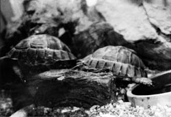 Skilpaddene som var b&aelig;rere av salmonellabakterier