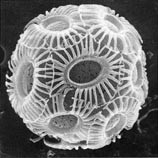 Coccolith  . Emiliania huxleyi (Ehux) er en fytoplantonart av type coccolithophorid, som kan lage runde, ytre kalkskjell&hellip;