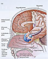 Figur 1    Lukteepitelet er et omr&aring;de p&aring; ca. 10 cm  2  lokalisert &oslash;verst i nesehulen. Luktelappen ligger p&aring; undersiden av&hellip;