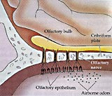  Figur 2    Figuren viser forbindelsen mellom lukteepitelet (&oslash;verst i nesehulen) og luktelappen. Aksonene (n. olfactorius, 1&hellip;