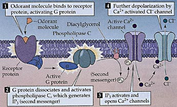  Figur 3    Hvordan et luktmolekyl aktiverer et nevron i lukteepitelet. Luktmolekylet (odoranten) binder seg til&hellip;