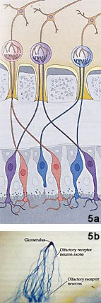  Figur 5    a) Aksonene fra reseptorceller av en bestemt type konvergerer til en felles glomerulus i luktlappen. P&aring;&hellip;