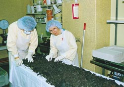 Figur 2 Forkullede rester av varierende opphav blir unders&oslash;kt ved Rettsmedisinsk institutt i Oslo