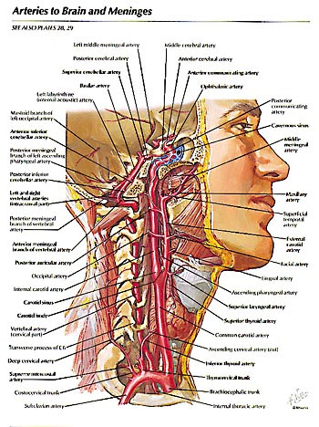 Hjernen og hjernehinnenes arterieforsyning. Illustrasjon fra Netters anatomiatlas 1997