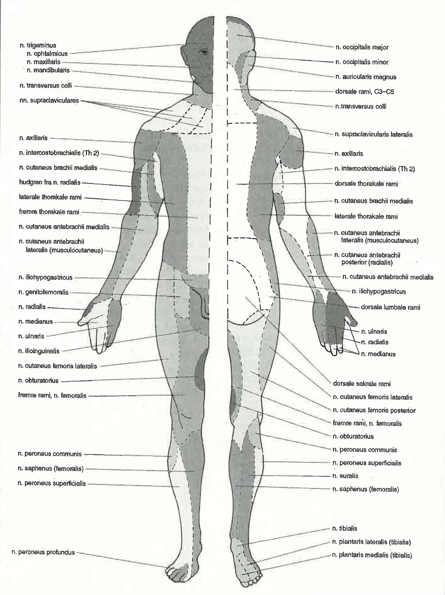  Figur 1    De forskjellige perifere nervers innervasjonsomr&aring;der. Figuren er gjengitt med tillatelse fra forlaget Vett og&hellip;