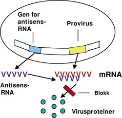 Figur 3    Ved antisensterapi s&oslash;ker man &aring; blokkere spesifikt funksjonen for virusets mRNA for et spesielt virusprotein&hellip;