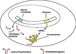 Figur 6    Prinsippet for genterapi basert p&aring; introduksjon i m&aring;lcellen av et gen som gir syntese av &rdquo;intrabodies&rdquo;, dvs&hellip;