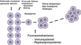 Figur 2    Skjematisk modell av kreftutvikling, med enkelte viktige p&aring;virkningsfaktorer