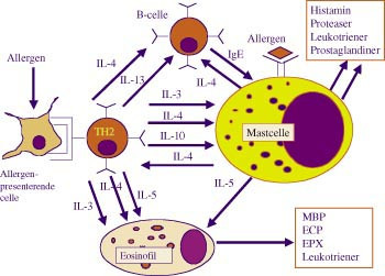 Figur 2  Et diagram over de involverte mekanismer i den allergiske inflammasjon