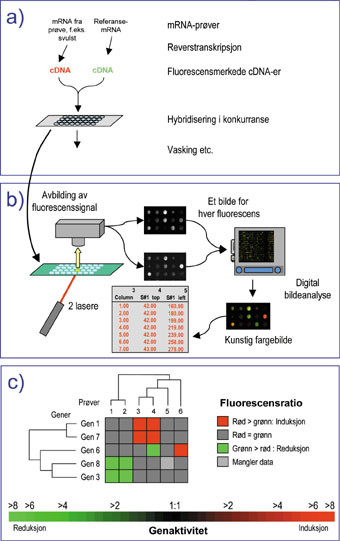 Figur 2  Prinsippskisse for mikromatriseanalyse.  a) Pr&oslash;vens mRNA renses og merkes ved &rdquo;reverstranskripsjon&rdquo; med&hellip;