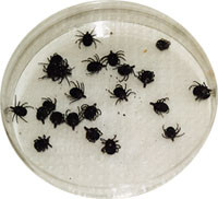 Figur 2  Amblyommafl&aring;tt, vektor ved cowdriose og afrikansk fl&aring;ttyfus