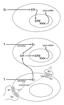 Figur 3   Olika mekanismer varigenom &ouml;strogenreceptor(ER)uttryckande celler i ytliga delen av ryggm&auml;rgens bakhorn kan&hellip;