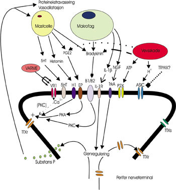 Figur 2   Oversikt over hendelser i den perifere delen av en prim&aelig;rafferent etter vevsskade og p&aring;f&oslash;lgende inflammasjon (4):&hellip;