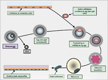 Figur 3   Generering av embryonale stamceller ved overf&oslash;ring av en somatisk cellekjerne inn i et ubefruktet egg. Eggets eget&hellip;