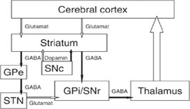 Figur 2   Den basalgangliotalamokortikale krets. Skjematisk sees inhibitoriske (fylte piler) og eksitatoriske baner (&aring;pne&hellip;