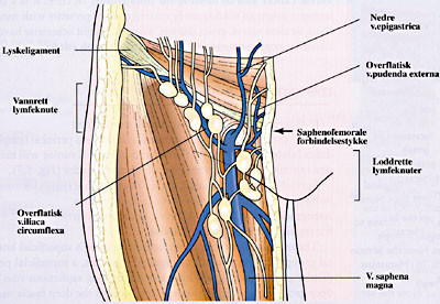 Figur 2   H&oslash;yre lyskes overflatiske lymfeknutestasjoner. Etter Griffiths og medarbeidere (44)