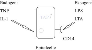 Figur 2   Indusering av produksjon av trakealt antimikrobielt peptid (TAP) ved stimulering av bakterielle produkter,&hellip;