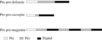 Figur 3   Defensin og cecropin produserer ett molekyl prepropeptid fra hver transkripsjon, mens magainin produserer ett&hellip;