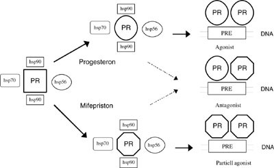 Figur 2   Virkningsmekanisme for progesteron og mifepriston. I mangel av ligand er progesteronreseptoren (PR) assosiert med&hellip;