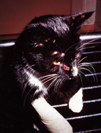 Figur 5   Norsk huskatt med multiple lesjoner etter infeksjon med kukoppevirus. I vevspr&oslash;ver fra gnagere i omr&aring;det ble det&hellip;