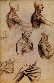 Figur 2   Leonardo-tegning av skulder- og armmuskulatur. Pennetegning med lavering. Tilh&oslash;rer The Royal Library, Windsor&hellip;