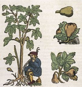 Figur 6   Fra R&ouml;sslin 1569 (8). Foto Universitetsbiblioteket, Oslo