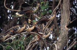 Hoatzin er en fugl som lever av siv og blader. Den beh&oslash;ver derfor sjelden fly langt etter mat. Fuglen lever vanligvis i&hellip;