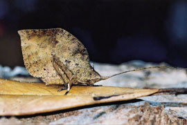 Et vandrende blad, ogs&aring; kalt katydide og bushcricket. Kroppen likner et r&aring;tnende blad med livaktige kopier av muggsopp&hellip;